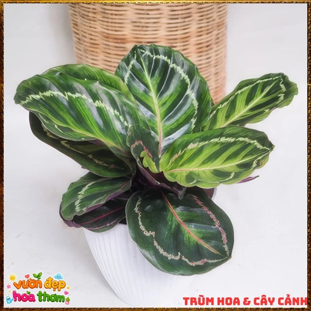 Cây Đuôi Công Rằn Xanh Sọc Rất Đẹp - Ảnh 14