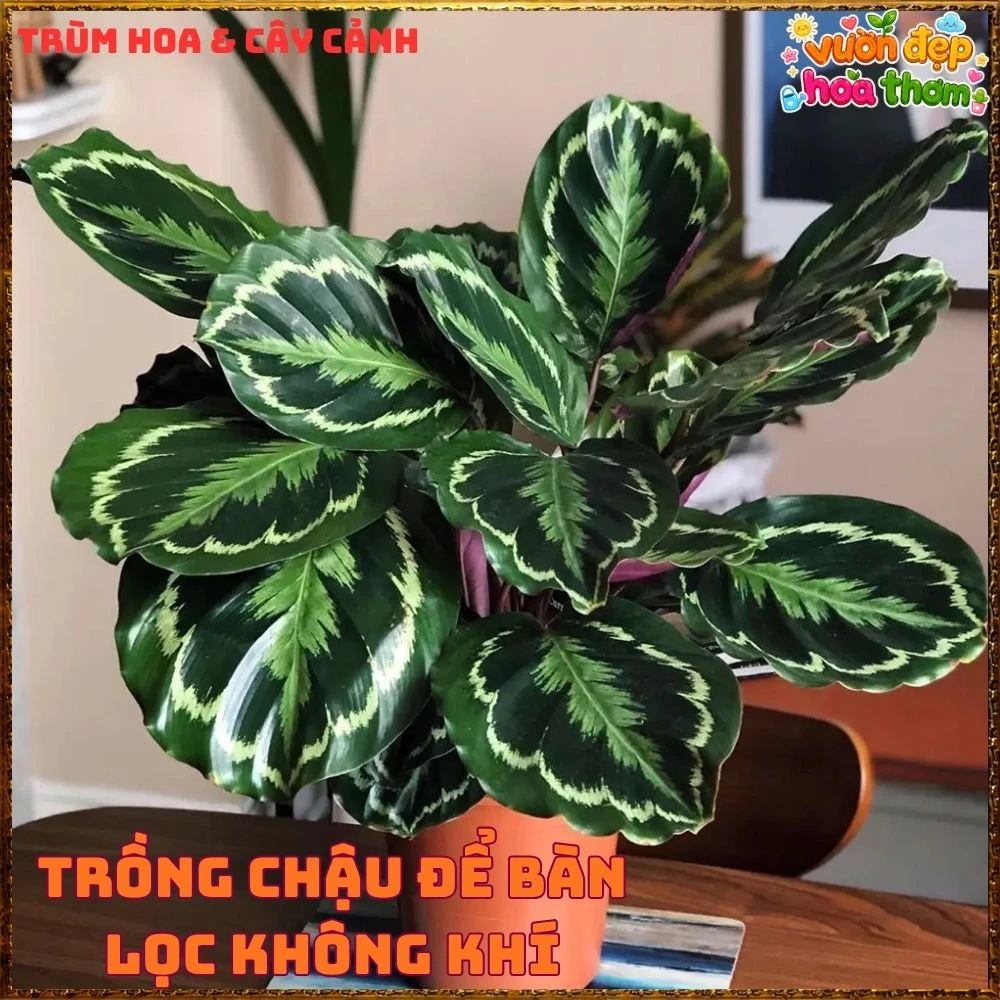 Cây Đuôi Công Rằn Xanh Sọc Rất Đẹp - Ảnh 15