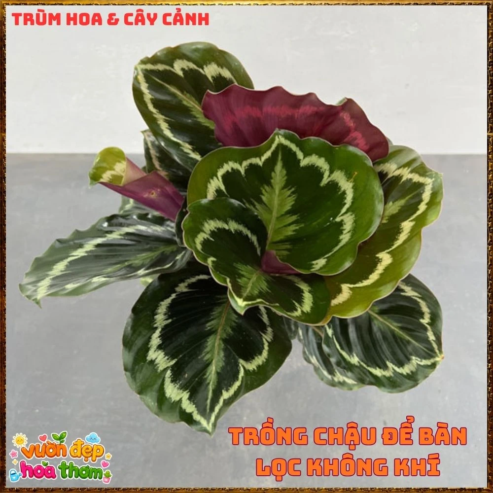 Cây Đuôi Công Rằn Xanh Sọc Rất Đẹp - Ảnh 17