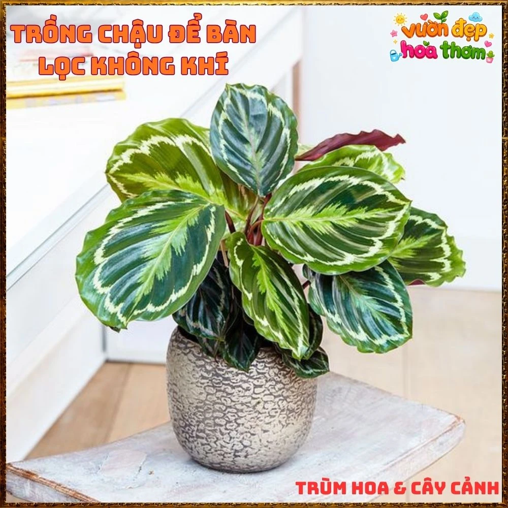 Cây Đuôi Công Rằn Xanh Sọc Rất Đẹp - Ảnh 18