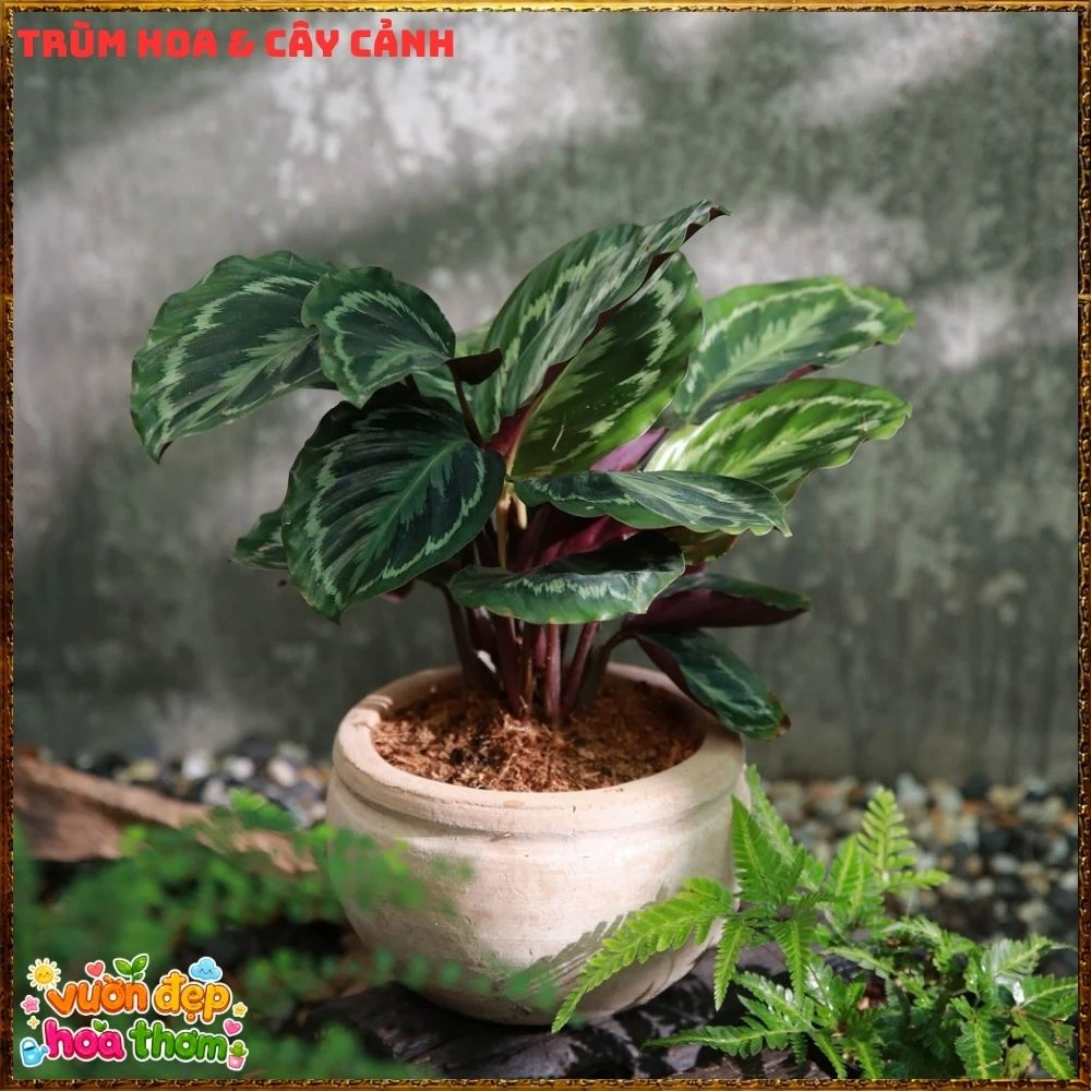 Cây Đuôi Công Rằn Xanh Sọc Rất Đẹp - Ảnh 19
