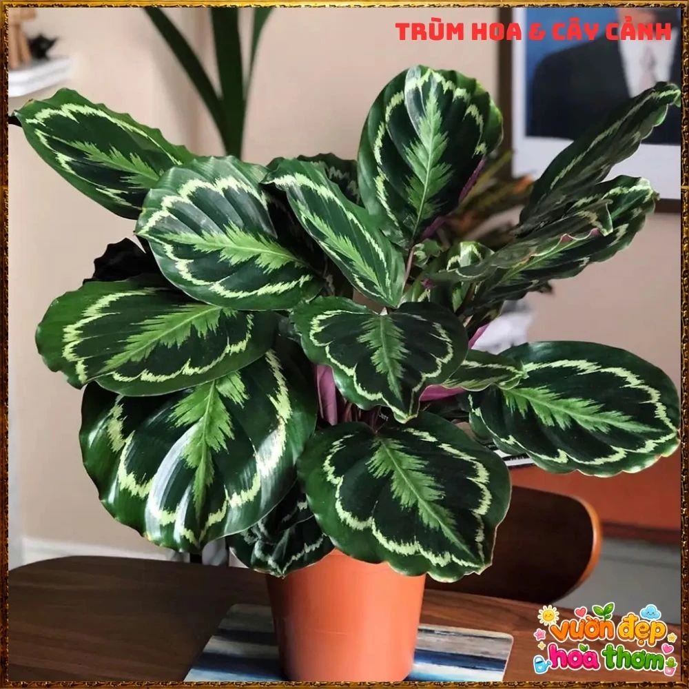 Cây Đuôi Công Rằn Xanh Sọc Rất Đẹp - Ảnh 22