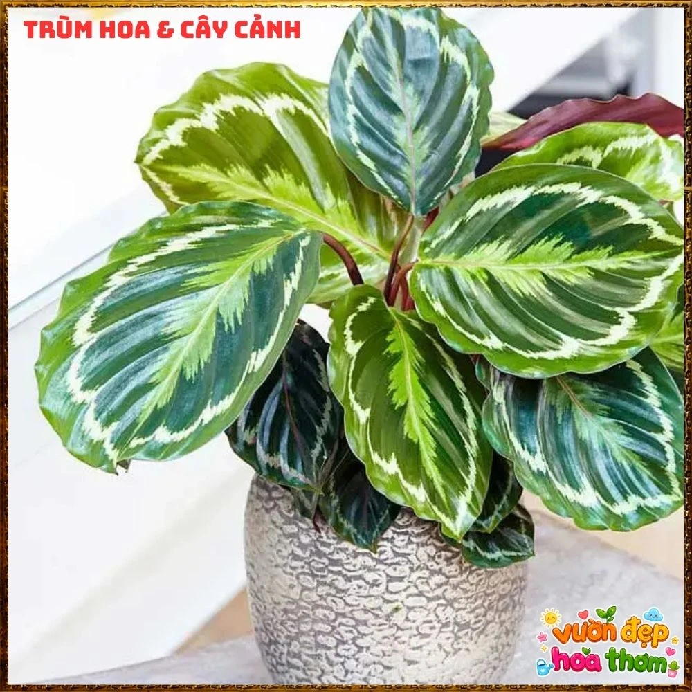 Cây Đuôi Công Rằn Xanh Sọc Rất Đẹp - Ảnh 23