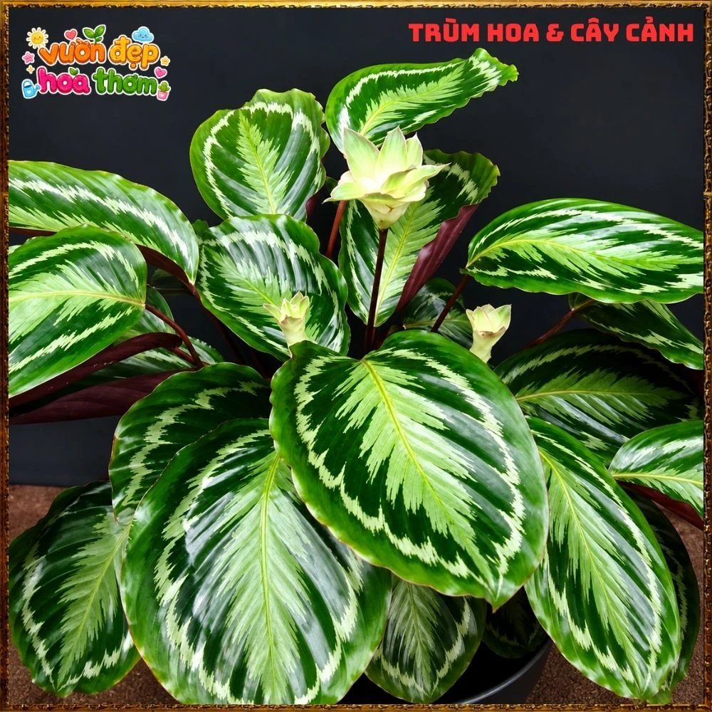 Cây Đuôi Công Rằn Xanh Sọc Rất Đẹp - Ảnh 24