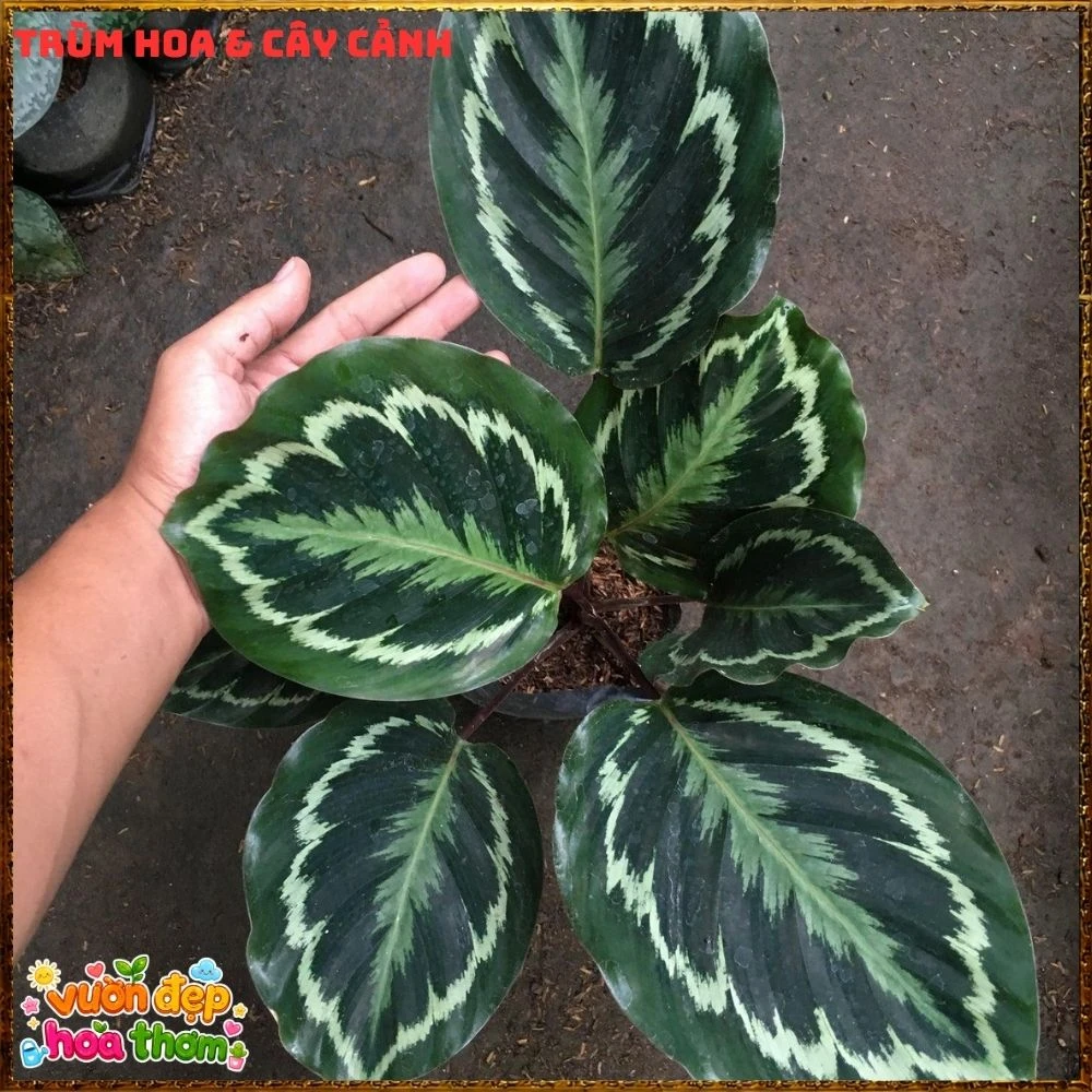 Cây Đuôi Công Rằn Xanh Sọc Rất Đẹp - Ảnh 25