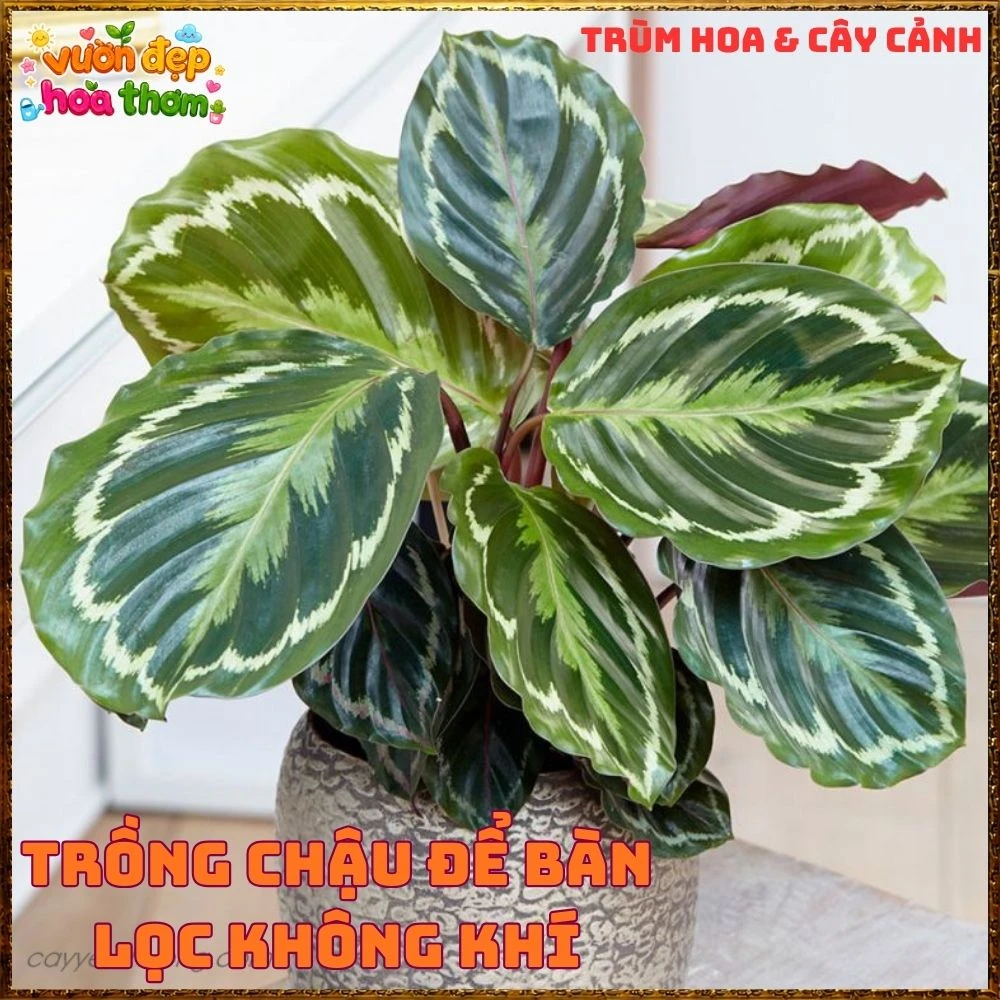 Cây Đuôi Công Rằn Xanh Sọc Rất Đẹp - Ảnh 3