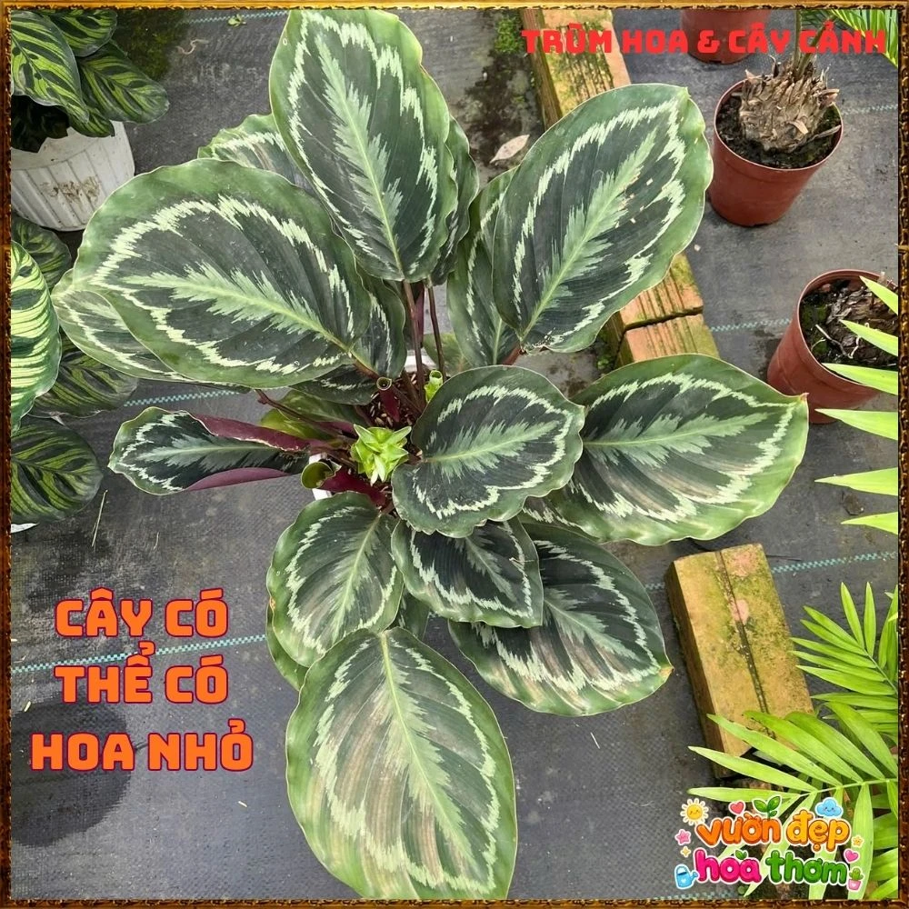 Cây Đuôi Công Rằn Xanh Sọc Rất Đẹp - Ảnh 4