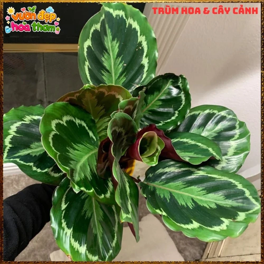 Cây Đuôi Công Rằn Xanh Sọc Rất Đẹp - Ảnh 6