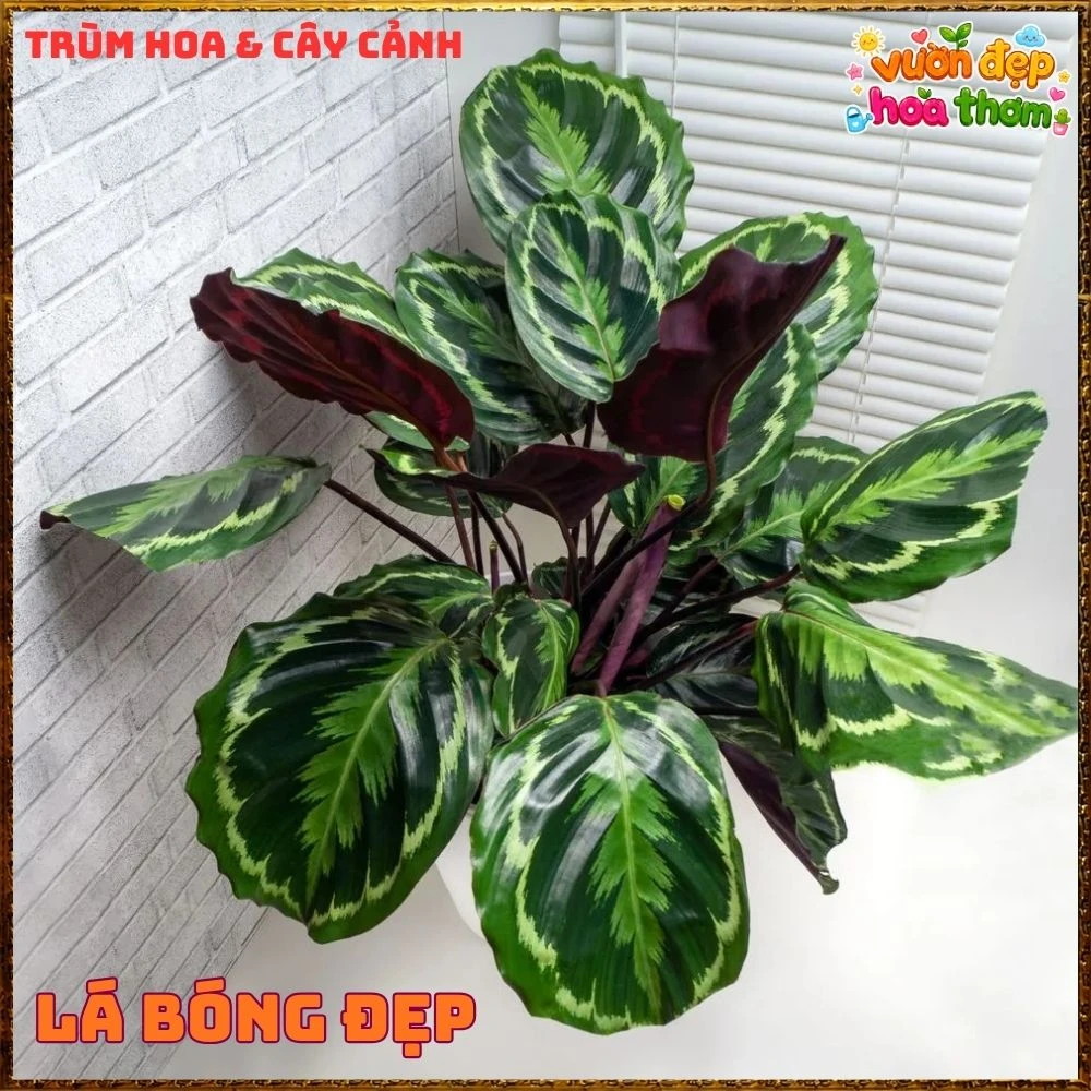 Cây Đuôi Công Rằn Xanh Sọc Rất Đẹp - Ảnh 7