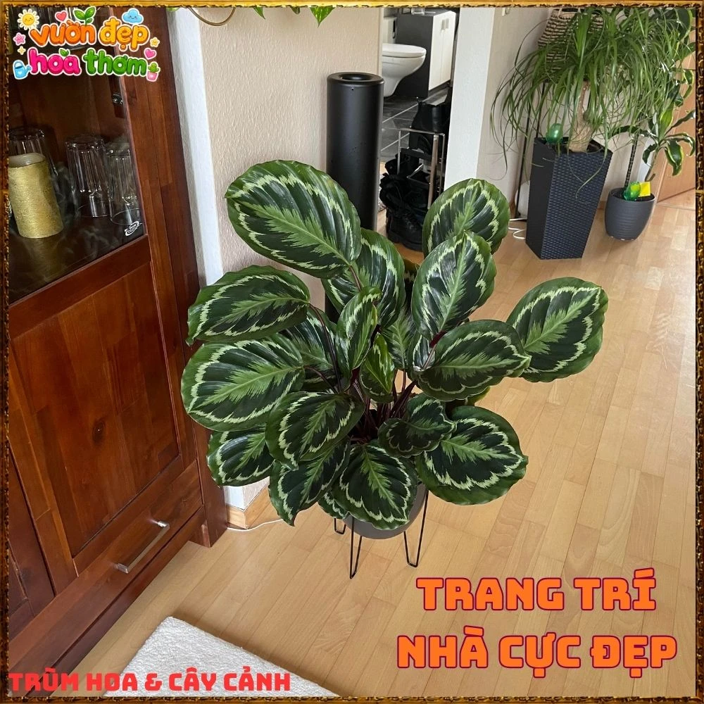Cây Đuôi Công Rằn Xanh Sọc Rất Đẹp - Ảnh 8