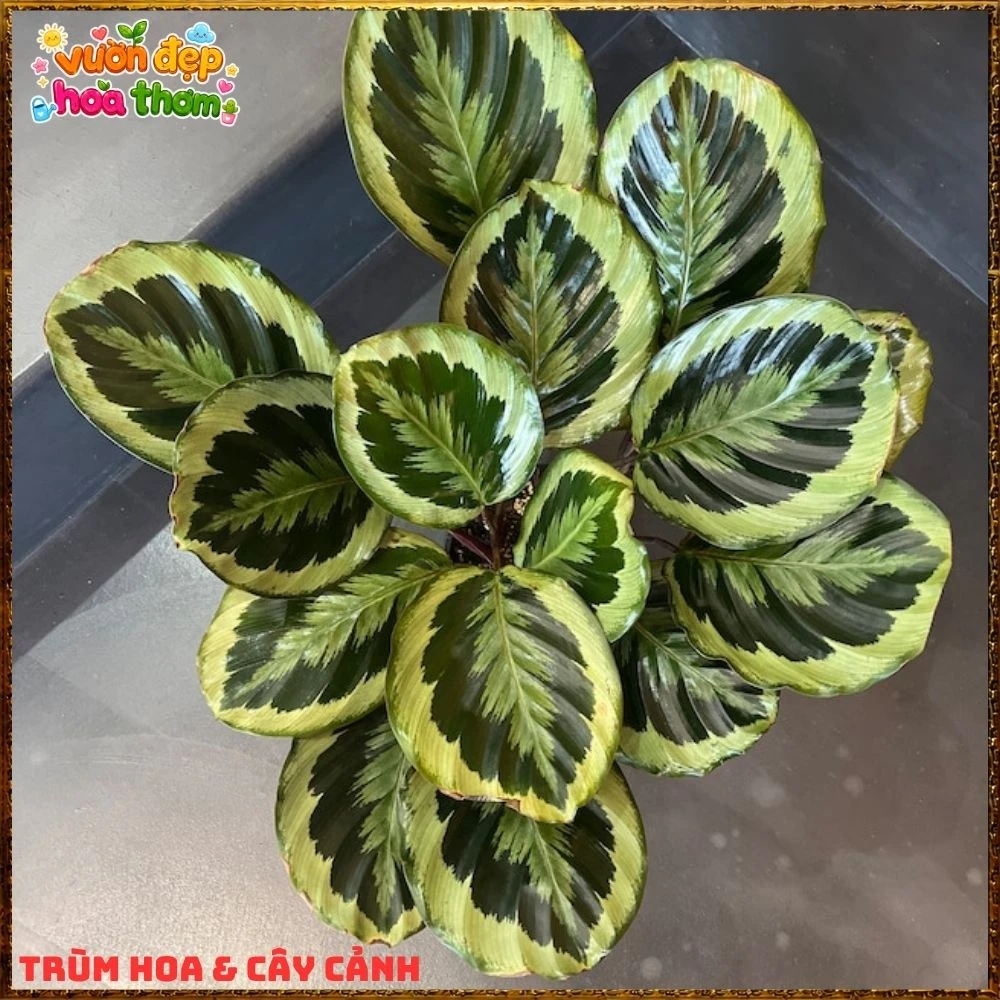 Cây Đuôi Công Rằn Xanh Sọc Rất Đẹp - Ảnh 10