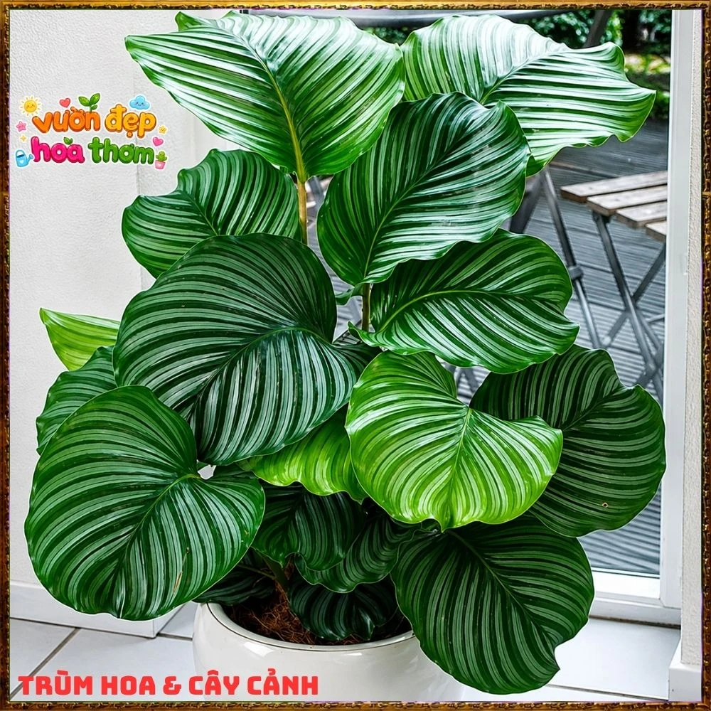 ĐUÔI CÔNG TÁO LÁ TO ẤN TƯỢNG, SANG TRỌNG TỪNG CHIẾC LÁ - Ảnh 21