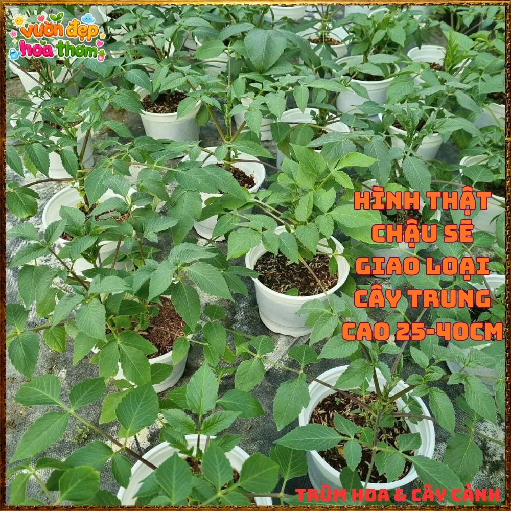 Chậu Hoa Thược Dược Thân Gỗ Hồng Tím - Ảnh 4