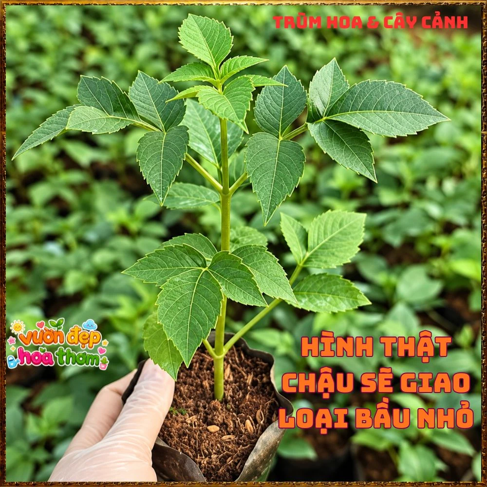 Chậu Hoa Thược Dược Thân Gỗ Hồng Tím - Ảnh 5