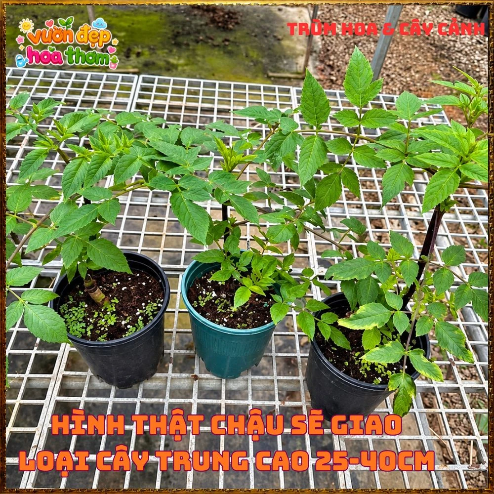 Chậu Hoa Thược Dược Thân Gỗ Hồng Tím - Ảnh 6