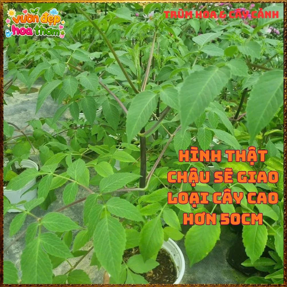 Chậu Hoa Thược Dược Thân Gỗ Hồng Tím - Ảnh 7