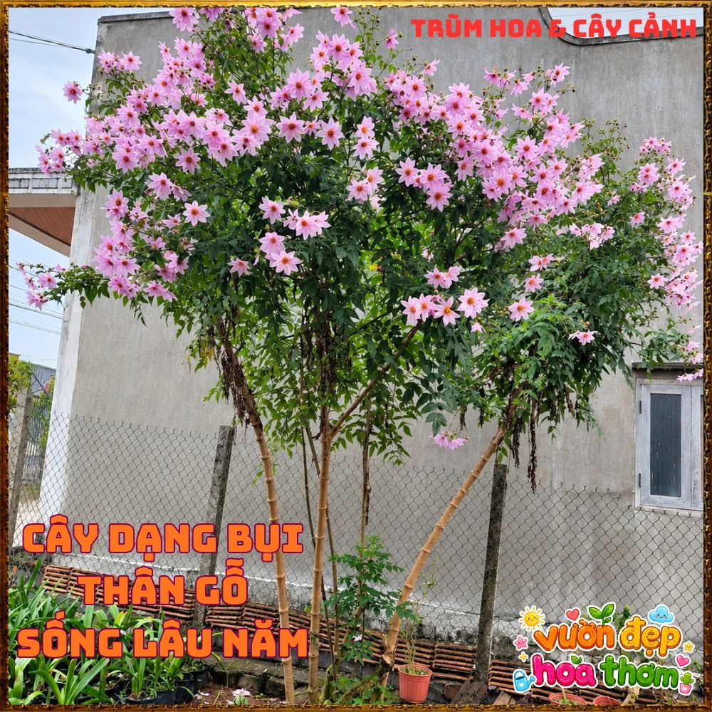 Chậu Hoa Thược Dược Thân Gỗ Hồng Tím - Ảnh 8