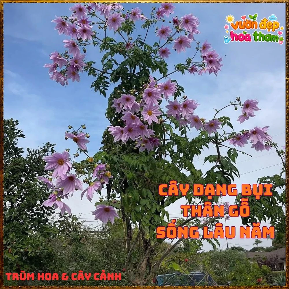 Chậu Hoa Thược Dược Thân Gỗ Hồng Tím - Ảnh 9