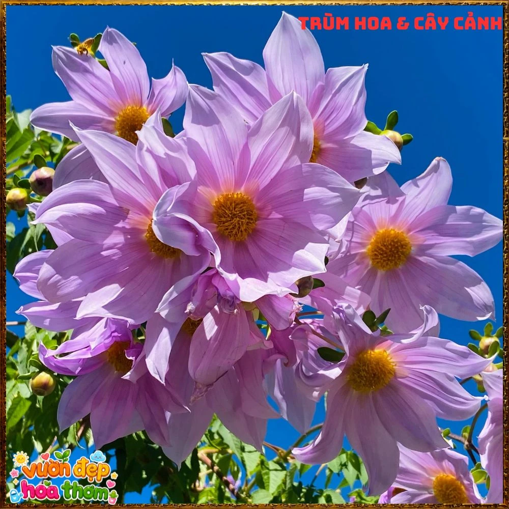 Chậu Hoa Thược Dược Thân Gỗ Hồng Tím - Ảnh 10