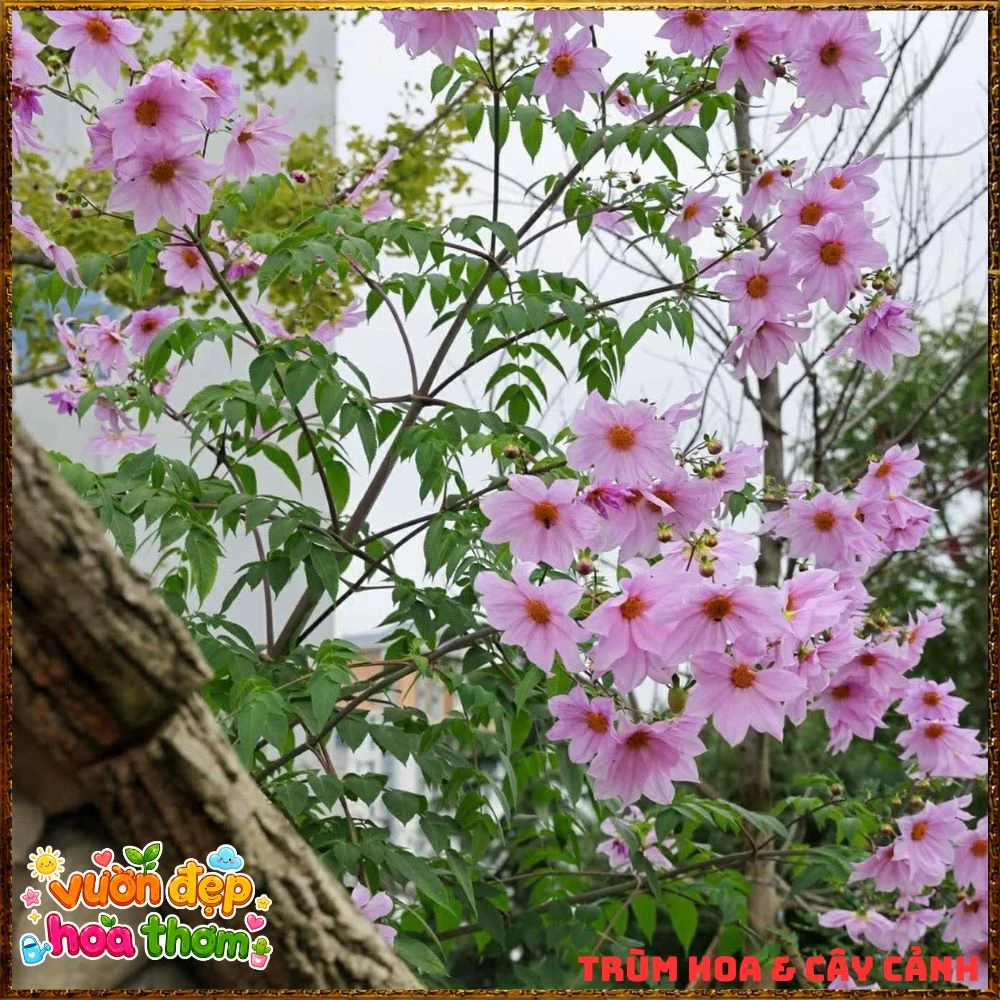 Chậu Hoa Thược Dược Thân Gỗ Hồng Tím - Ảnh 12