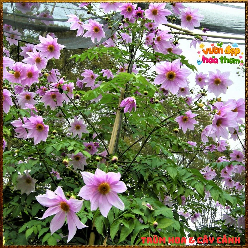 Chậu Hoa Thược Dược Thân Gỗ Hồng Tím - Ảnh 20