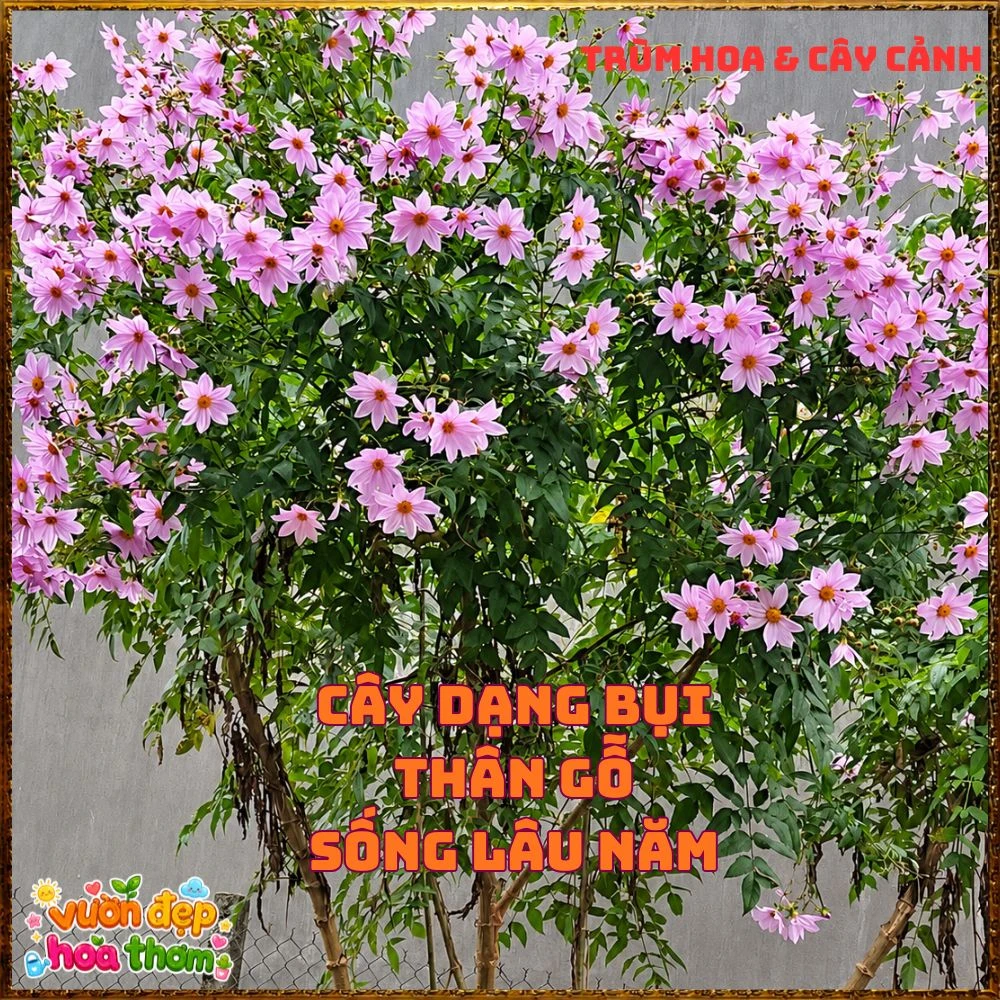 Chậu Hoa Thược Dược Thân Gỗ Hồng Tím - Ảnh 21
