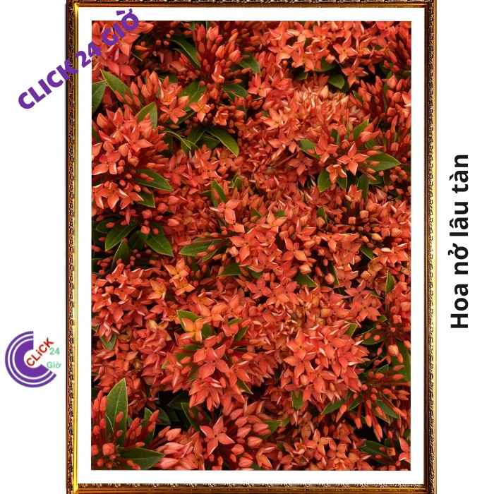 Chậu Hoa Trang Đỏ Lá Nhỏ - Ảnh 7