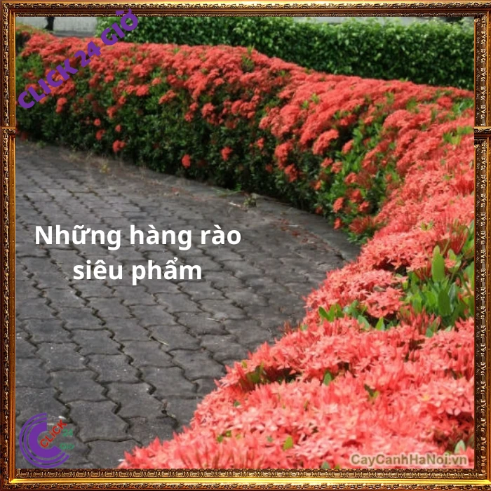 Chậu Hoa Trang Đỏ Lá Nhỏ - Ảnh 2