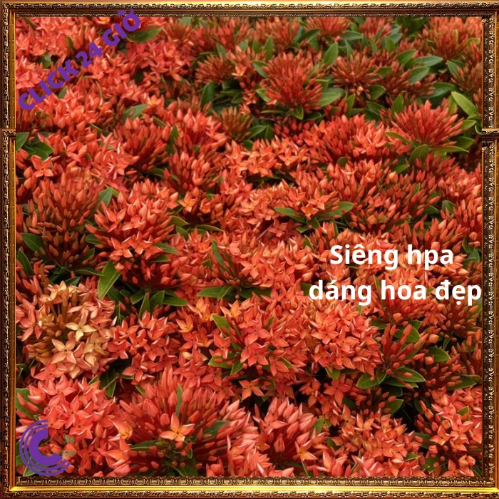 Chậu Hoa Trang Đỏ Lá Nhỏ - Ảnh 8