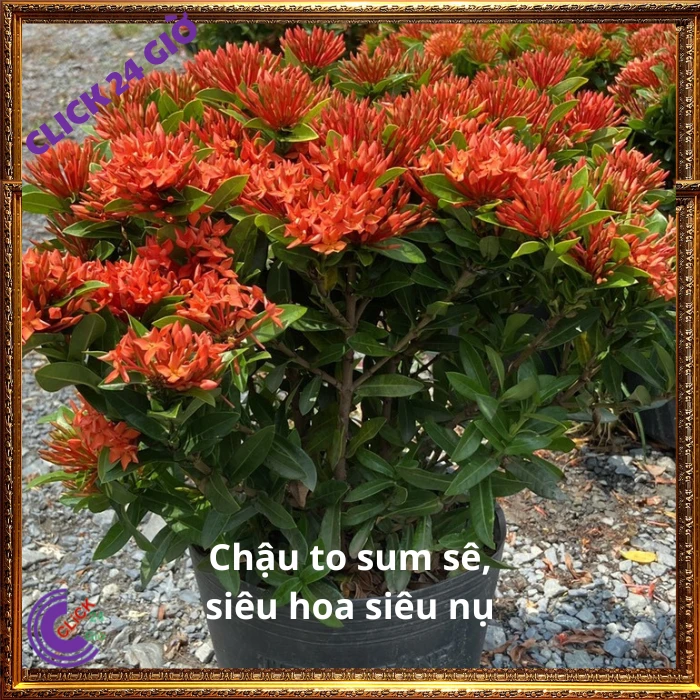 Chậu Hoa Trang Đỏ Lá Nhỏ - Ảnh 9