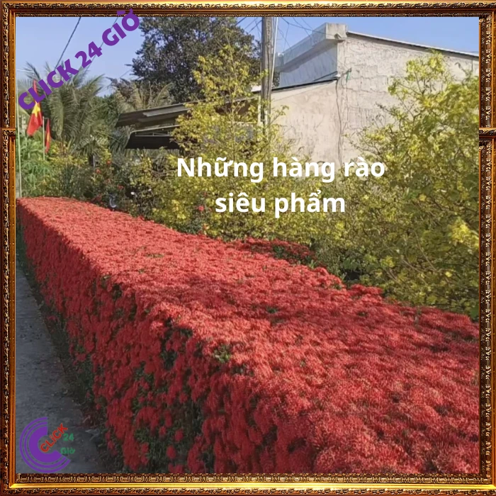 Chậu Hoa Trang Đỏ Lá Nhỏ - Ảnh 10