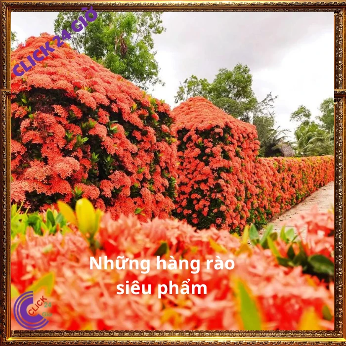 Chậu Hoa Trang Đỏ Lá Nhỏ - Ảnh 3