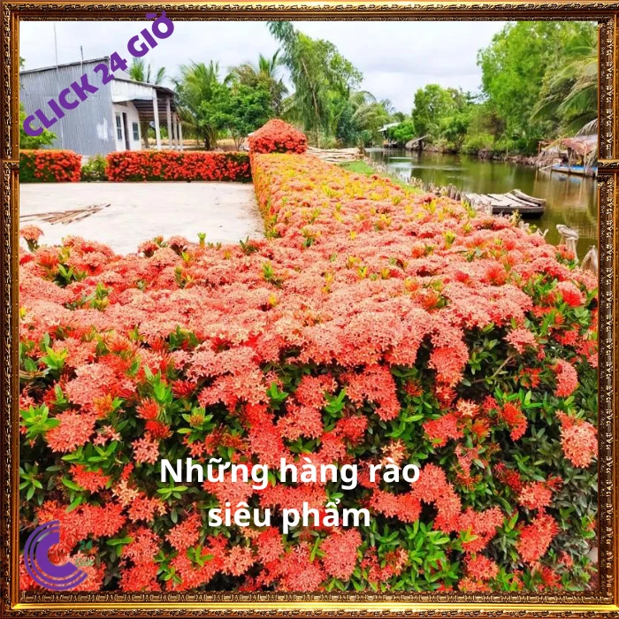 Chậu Hoa Trang Đỏ Lá Nhỏ - Ảnh 4