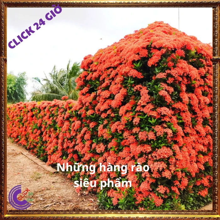 Chậu Hoa Trang Đỏ Lá Nhỏ - Ảnh 5