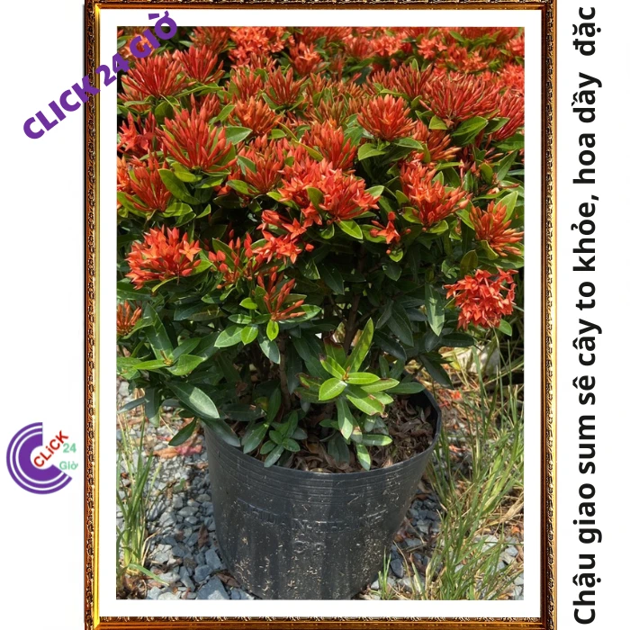 Chậu Hoa Trang Đỏ Lá Nhỏ - Ảnh 6