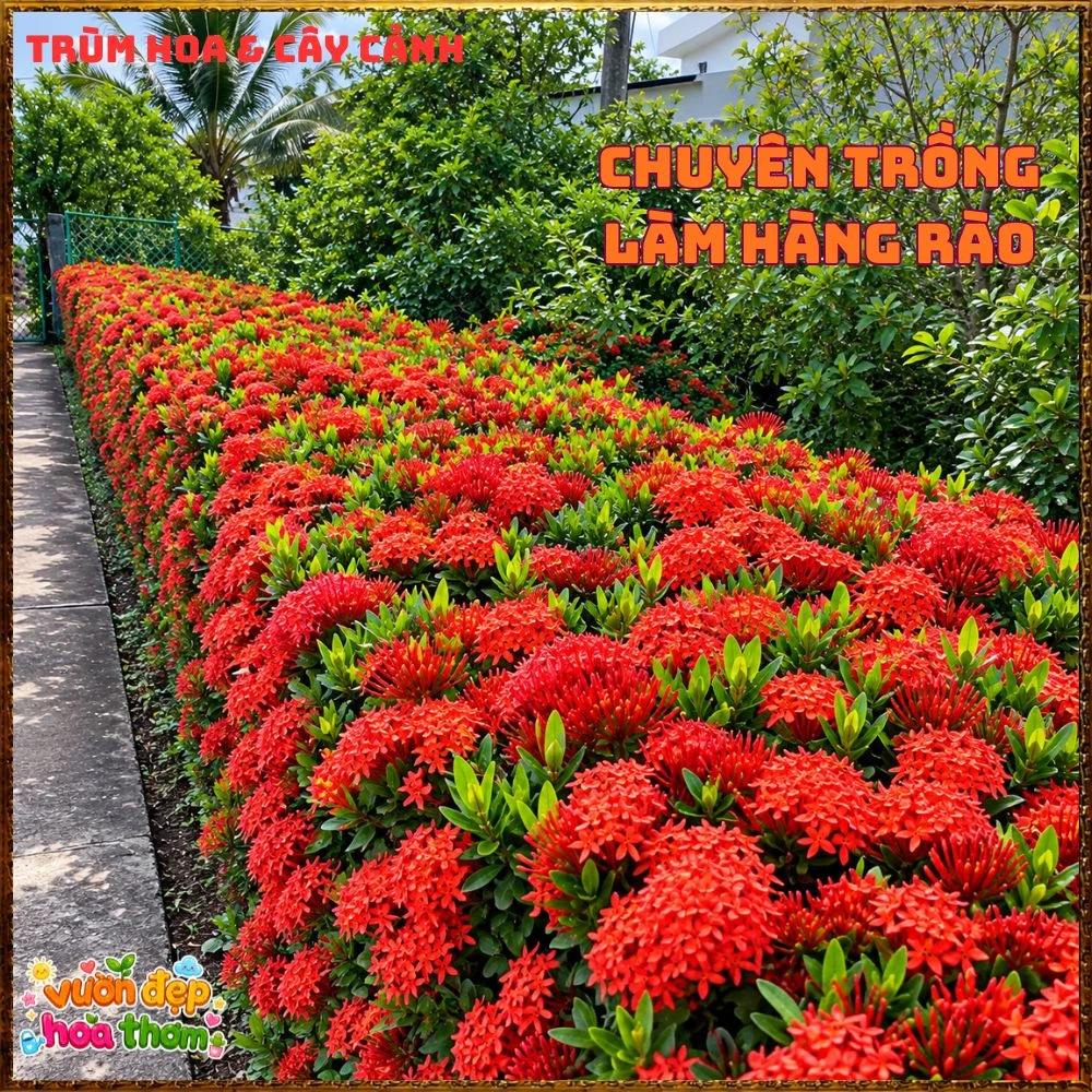 Chậu Hoa Trang Đỏ Lá Nhỏ - Ảnh 11
