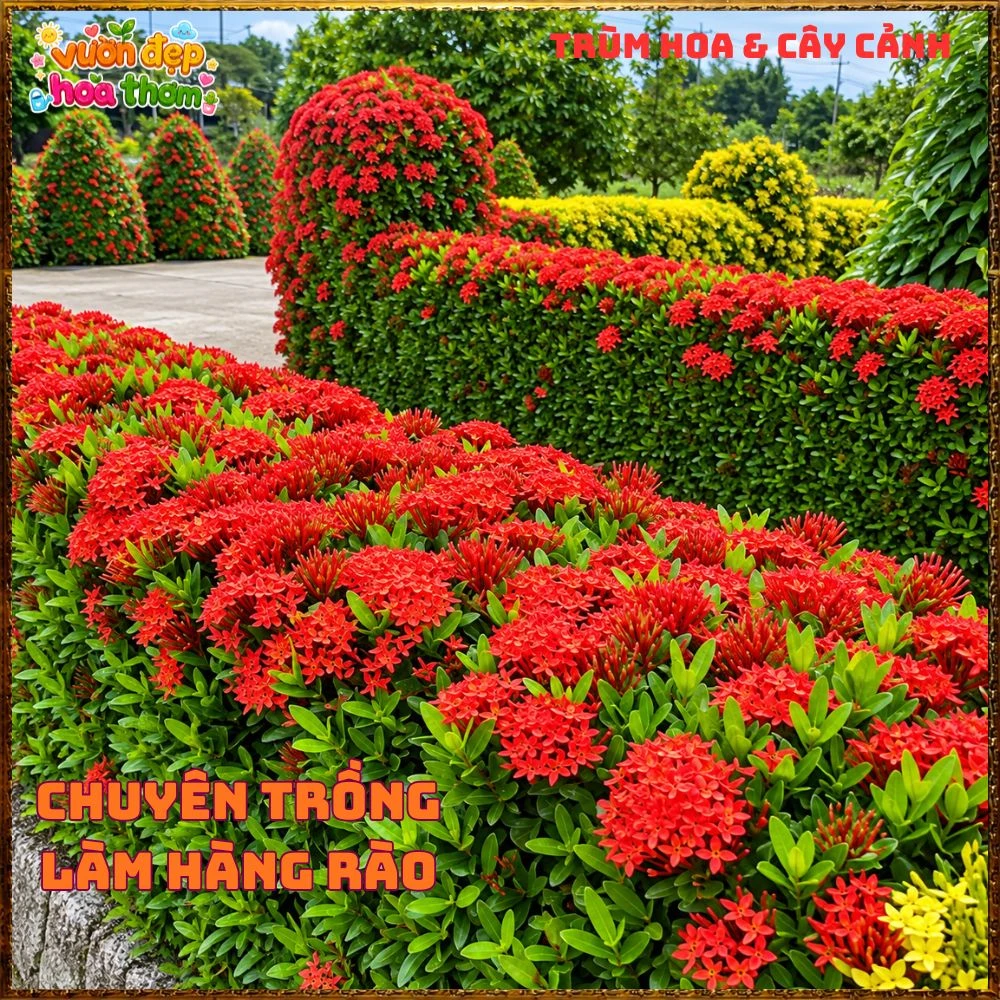 Chậu Hoa Trang Đỏ Lá Nhỏ - Ảnh 12