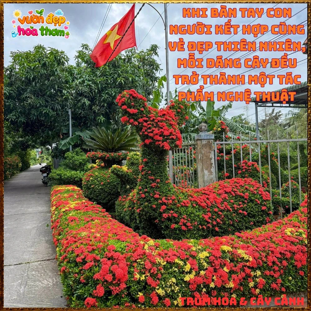 Chậu Hoa Trang Đỏ Lá Nhỏ - Ảnh 14