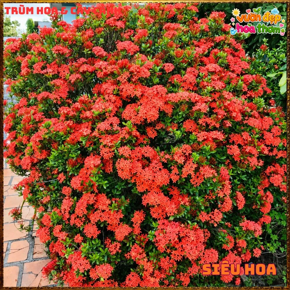 Chậu Hoa Trang Đỏ Lá Nhỏ - Ảnh 16