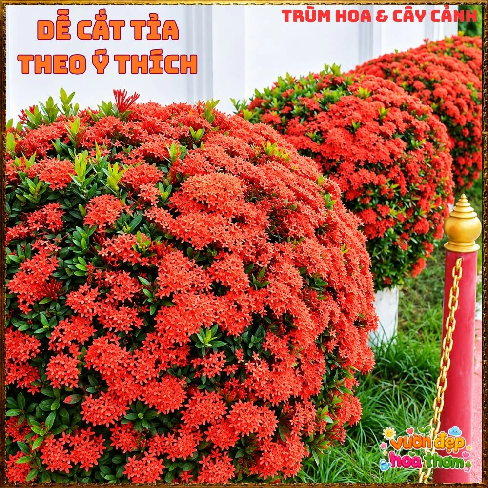 Chậu Hoa Trang Đỏ Lá Nhỏ