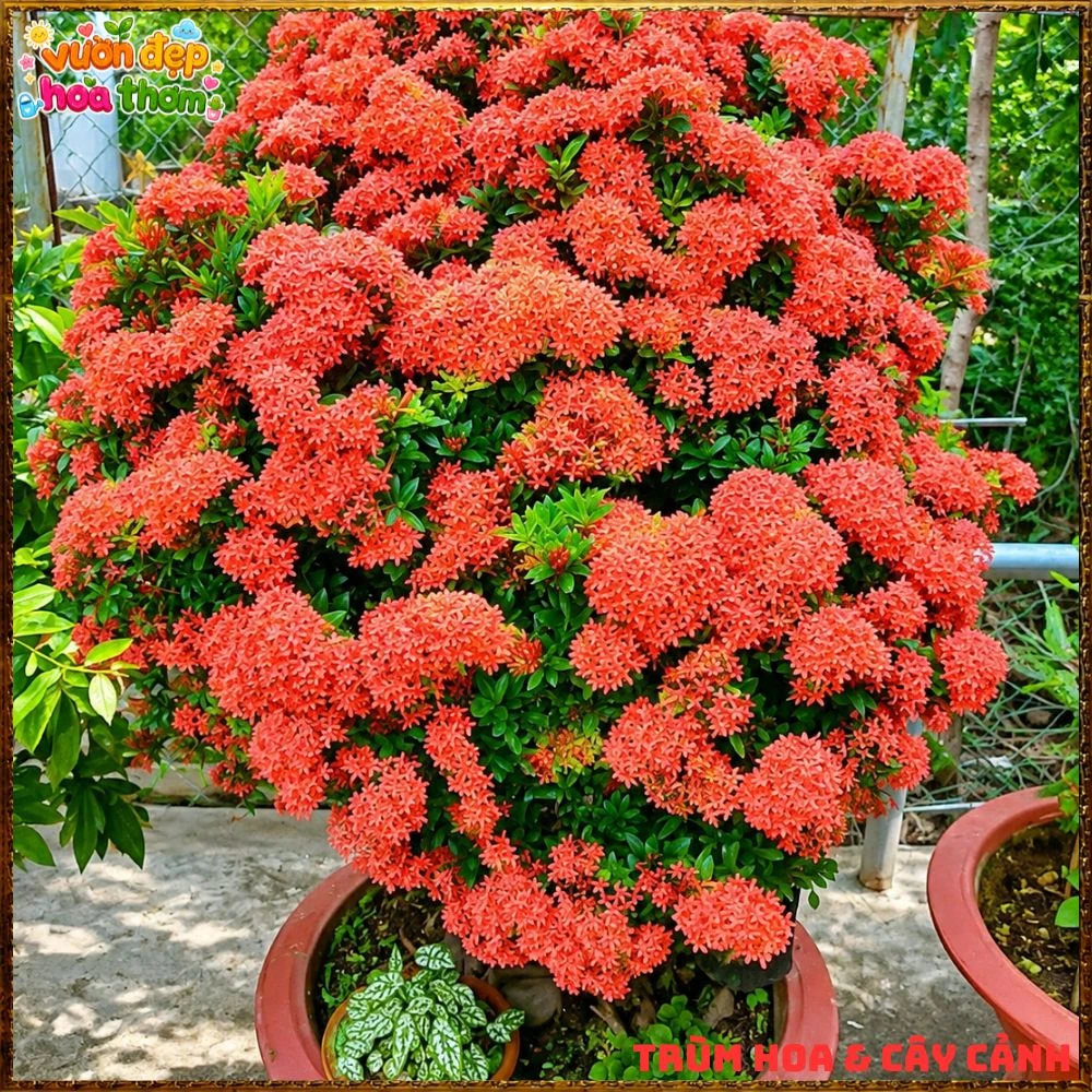 Chậu Hoa Trang Đỏ Lá Nhỏ - Ảnh 17