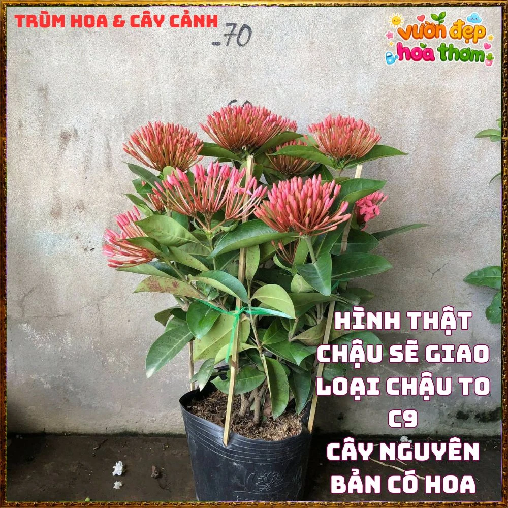 Chậu Hoa Trang Mỹ Hồng Lá To - Ảnh 10