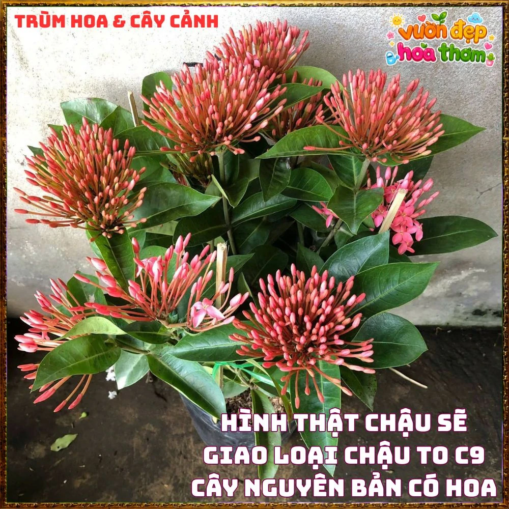 Chậu Hoa Trang Mỹ Hồng Lá To - Ảnh 11