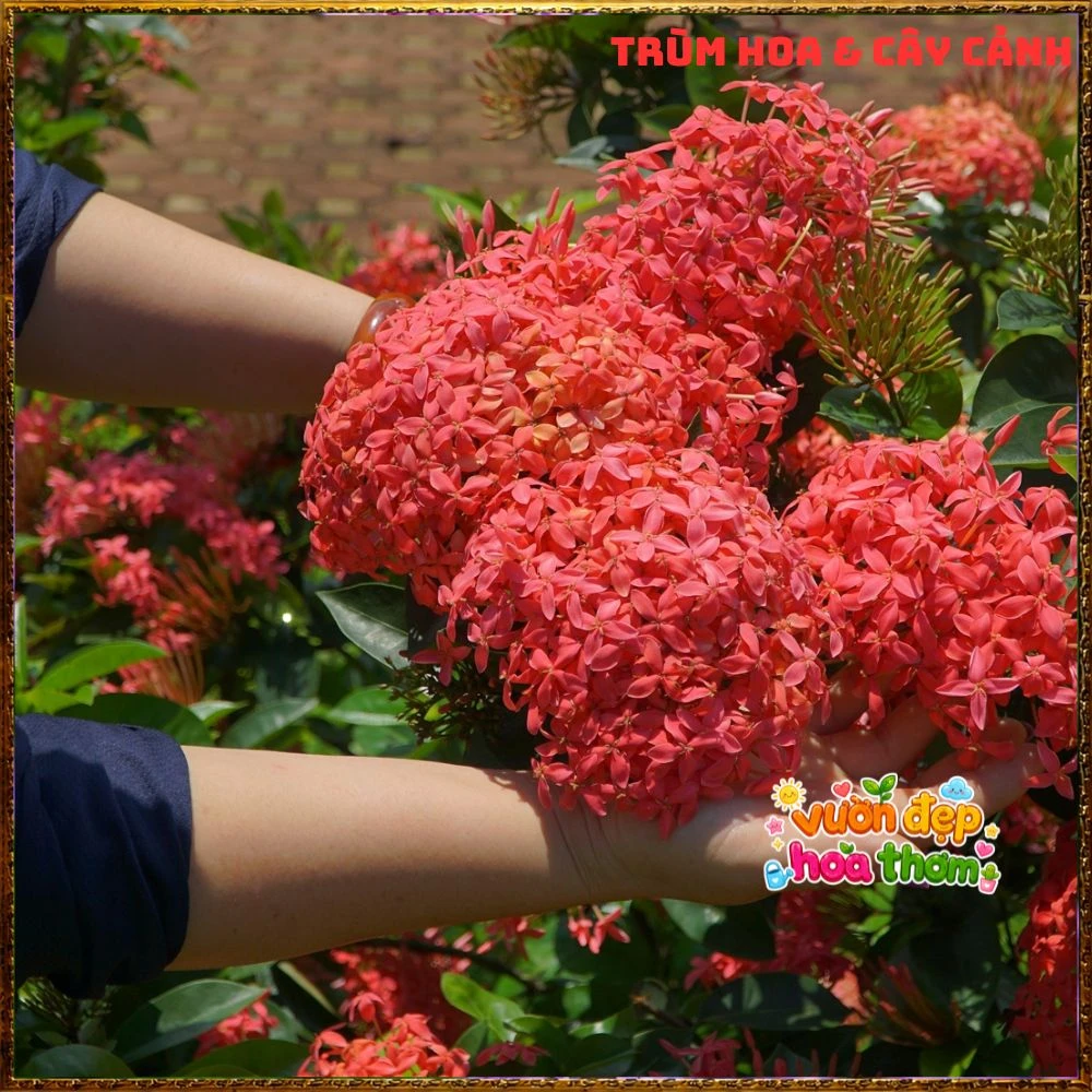 Chậu Hoa Trang Mỹ Hồng Lá To - Ảnh 13