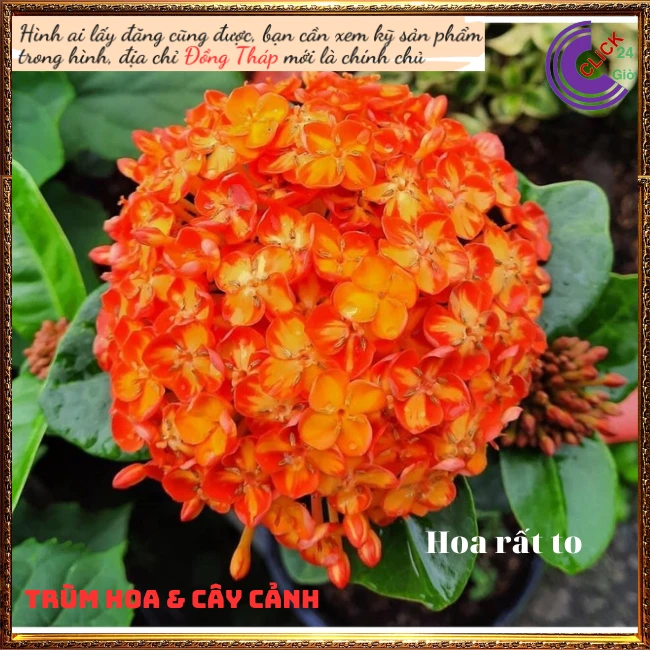 Chậu Hoa Trang Phụng Hoàng Cam - Ảnh 8