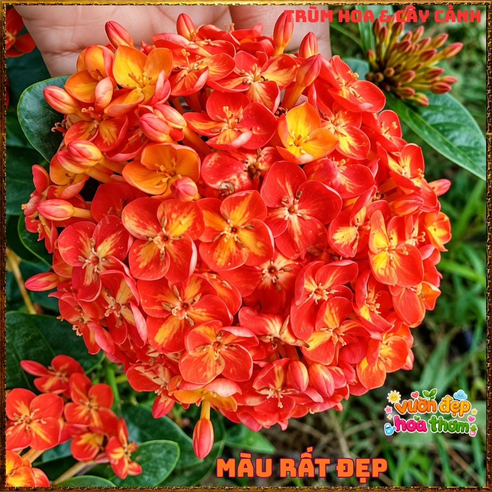 Chậu Hoa Trang Phụng Hoàng Cam - Ảnh 2
