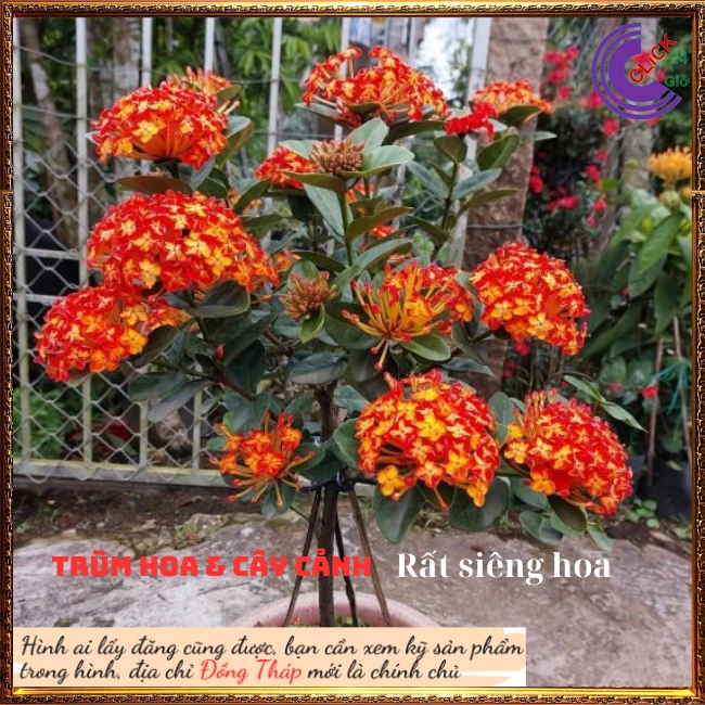 Chậu Hoa Trang Phụng Hoàng Cam - Ảnh 3