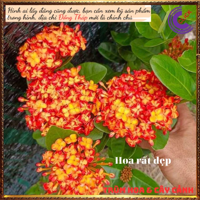 Chậu Hoa Trang Phụng Hoàng Cam - Ảnh 5
