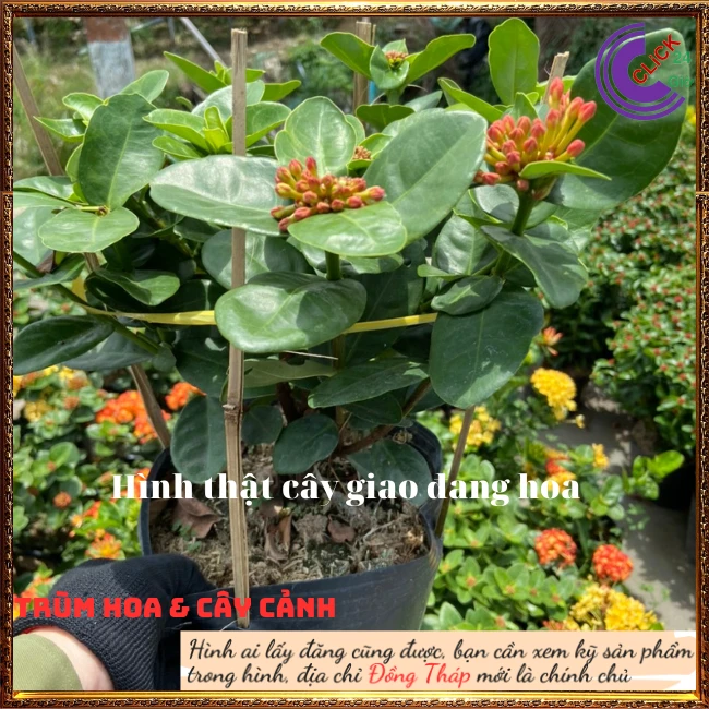 Chậu Hoa Trang Phụng Hoàng Cam - Ảnh 6