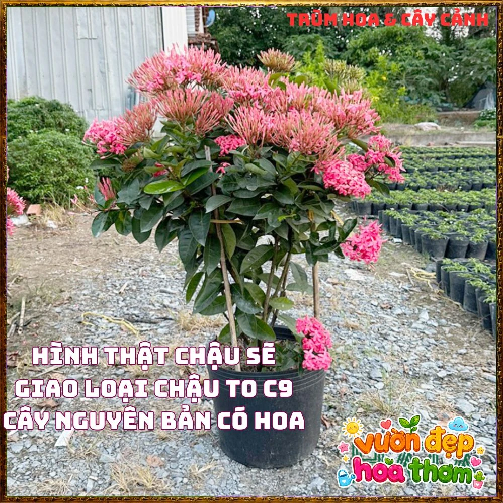 Chậu Hoa Trang Mỹ Hồng Lá To - Ảnh 14